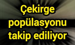 Çekirge popülasyonu takip ediliyor
