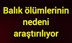 Balık ölümlerinin nedeni araştırılıyor