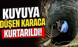Kuyuya düşen karaca kurtarıldı