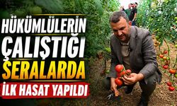 Hükümlülerin çalıştığı seralarda ilk hasat yapıldı