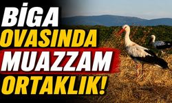 Biga ovasında muazzam ortaklık!