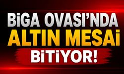 Biga Ovası'nda altın mesai bitiyor!