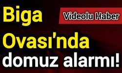 Biga Ovası'nda domuz alarmı!