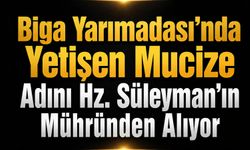 Biga Yarımadası'nda yetişen mucize: Adını Hz. Süleyman’ın mühründen alıyor!