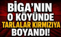Biga'nın o köyünde tarlalar kırmızıya boyandı!