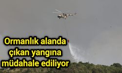 Ormanlık alanda çıkan yangına müdahale ediliyor