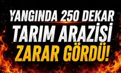 Yangında 250 dekar tarım arazisi zarar gördü