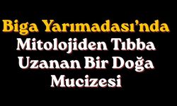 Biga Yarımadası’nda mitolojiden tıbba uzanan bir doğa mucizesi
