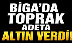 Biga'da toprak adeta altın verdi!