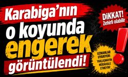 Karabiga’nın o koyunda engerek görüntülendi!
