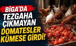 Biga’da tezgaha çıkmayan domatesler kümese girdi!