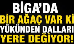 Biga’da bir ağaç var ki yükünden dalları yere değiyor