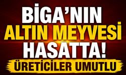 Biga'nın altın meyvesi hasatta! Üreticiler umutlu