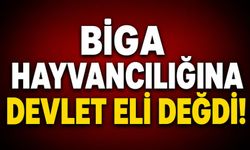 Biga hayvancılığına devlet eli değdi!