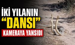 İki yılanın "dansı" kameraya yansıdı