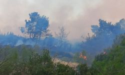 Çanakkale Ezine'deki orman yangını ile ilgili son gelişme!