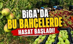 Biga’da bu bahçelerde hasat başladı!