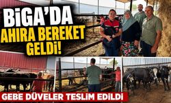 Biga’da ahıra bereket geldi! Gebe düveler teslim edildi