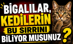 Bigalılar, kedilerin bu sırrını biliyor musunuz?