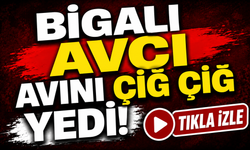 Bigalı avcı avını çiğ çiğ yedi!