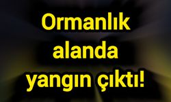 Ormanlık alanda yangın çıktı!