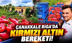 Çanakkale Biga’da kırmızı altın bereketi !