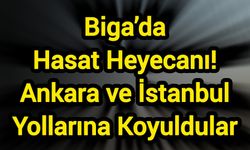 Biga’da Hasat Heyecanı: Ankara ve İstanbul Yollarına Koyuldular
