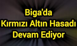 Biga'da Kırmızı Altın Hasadı Devam Ediyor