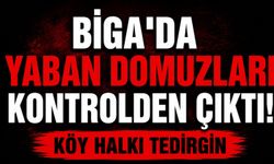 Biga'da yaban domuzları kontrolden çıktı! Köy halkı tedirgin
