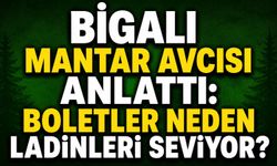Bigalı Mantar Avcısı Anlattı: Boletler Neden Ladinleri Seviyor?