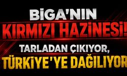 Biga’nın kırmızı hazinesi! Tarladan çıkıyor, Türkiye’ye dağılıyor