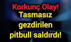 Korkunç Olay! Tasmasız gezdirilen pitbull saldırdı!