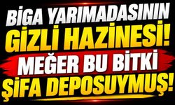 Biga Yarımadasının gizli hazinesi! Meğer bu bitki şifa deposuymuş
