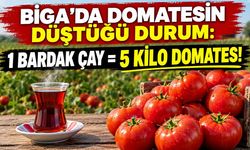 Biga’da domatesin düştüğü durum: 1 bardak çay = 5 kilo domates!