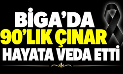 Biga’da 90’lık çınar hayata veda etti