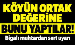 Köyün ortak değerine bunu yaptılar! Bigalı muhtardan sert uyarı