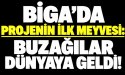 Biga’da projenin ilk meyvesi: Buzağılar dünyaya geldi!