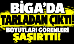 Biga’da tarladan çıktı! Boyutları görenleri şaşırttı