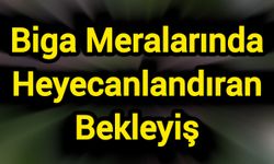 Biga Meralarında Heyecanlandıran Bekleyiş