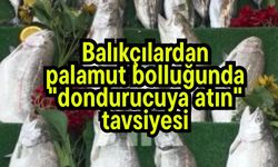 Balıkçılardan palamut bolluğunda "dondurucuya atın" tavsiyesi