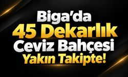 Biga’da 45 Dekarlık Ceviz Bahçesi Yakın Takipte!