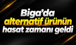 Biga’da alternatif ürünün hasat zamanı geldi