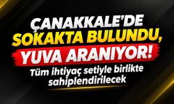 Çanakkale'de sokakta bulundu, yuva aranıyor: Tüm ihtiyaç setiyle birlikte sahiplendirilecek