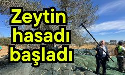 Zeytin hasadı başladı