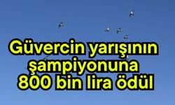 Güvercin yarışının şampiyonuna 800 bin lira ödül