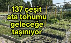 137 çeşit ata tohumu geleceğe taşınıyor