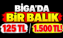 Biga’da bir balık 125 TL, diğeri 1.500 TL!