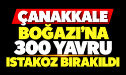 Çanakkale Boğazı'na 300 yavru ıstakoz bırakıldı