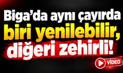 Biga’da aynı çayırda biri yenilebilir, diğeri zehirli!