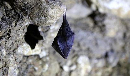 Yarasalar rüzgar yardımıyla yüzlerce kilometre yolculuk yapabiliyor